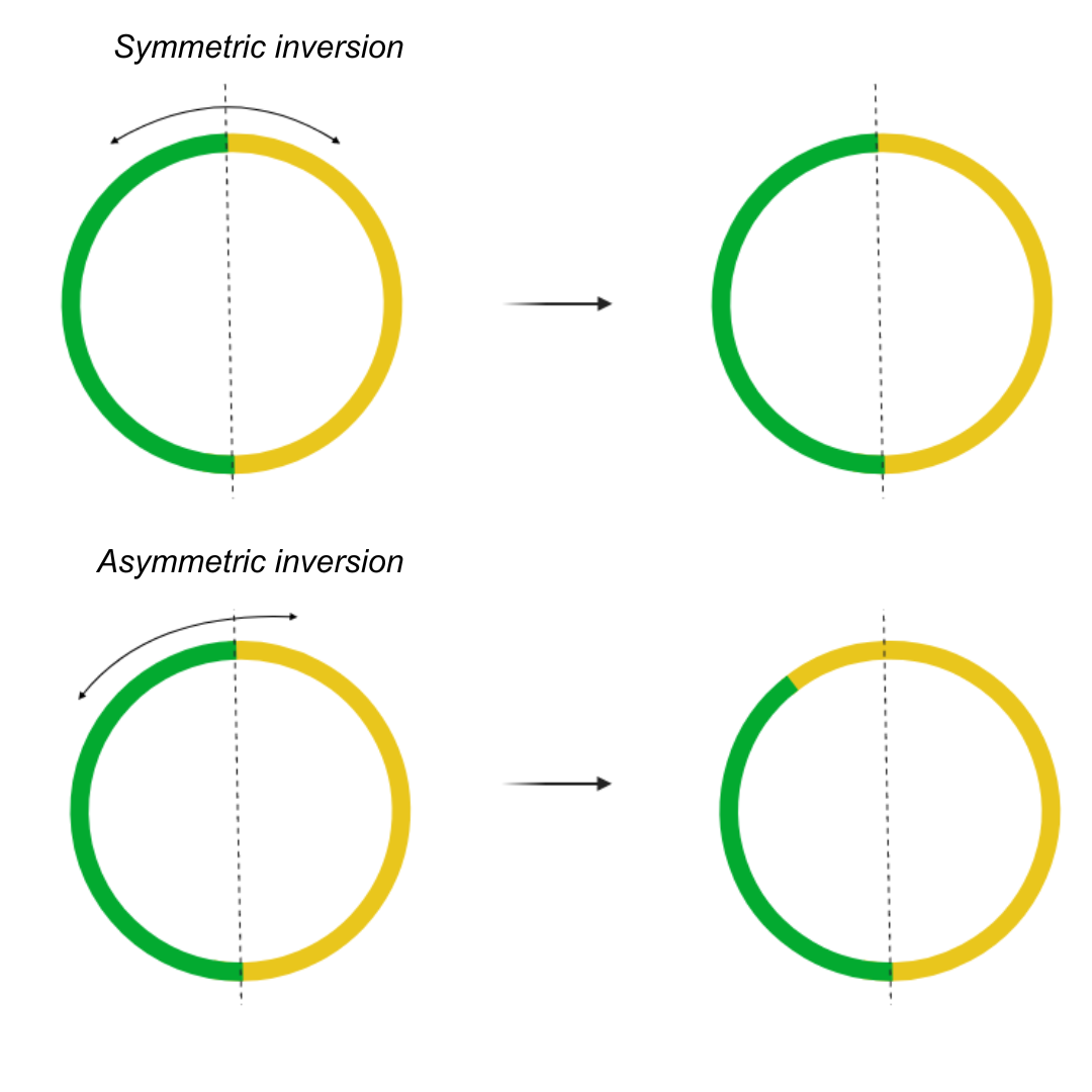 inversion_replichore_3